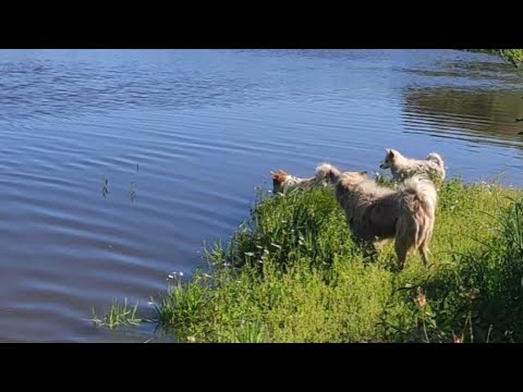 Видео: собаки на прогулке.🙂 купаются.