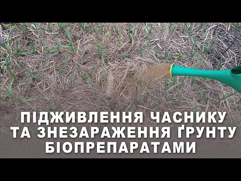 Видео: Підживлення ЧАСНИКУ під коріння та знезараження ґрунту БІОПРЕПАРАТАМИ