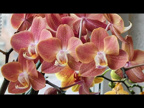 Видео: ГОРИЗОНТ Фаленопсис Phal. Horizon. ВЕЛИКОЛЕПНОЕ ЦВЕТЕНИЕ на 4 цветоноса + Особенности сорта!