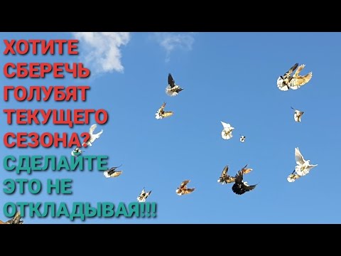 Видео: Хотите сберечь голубят текущего сезона? Сделайте это не откладывая! Николаевские голуби. Pigeons.鸽子ا