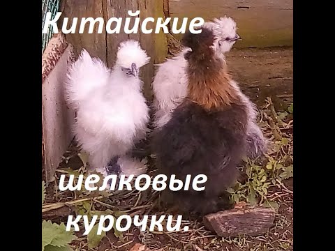 Видео: Китайские шелковые куры