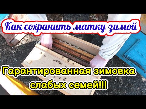 Видео: Гарантированная зимовка слабых семей! Как сохранить матку зимой.