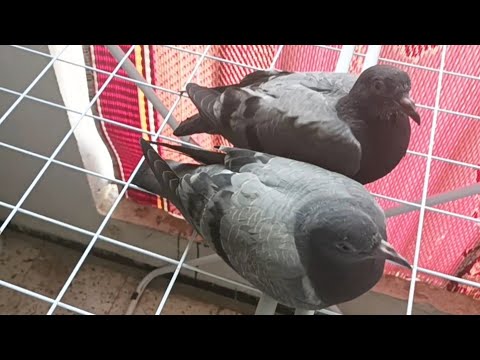 Видео: Спасеныши в Алжирской квартире! 😱 Мой опыт с голубятами #algerie #travel #жизньвалжире #nature 