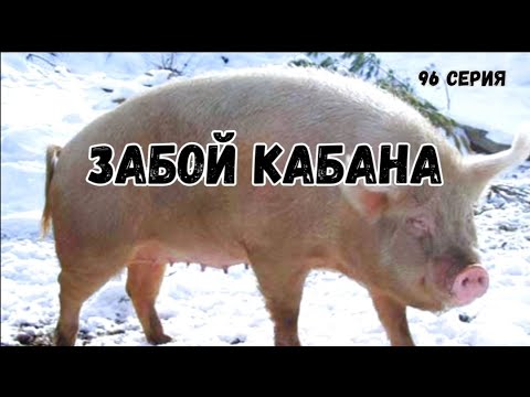 Видео: Миллион на свиньях.Забой кабана.Вес месячных поросят.