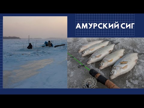 Видео: Амурский сиг