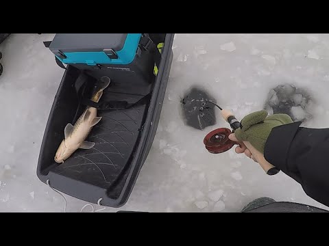 Видео: САЗАНИ ЗАТЯГУЮТЬ В ЛУНКУ, Рибалка на ДИКИХ САЗАЗАНІВ