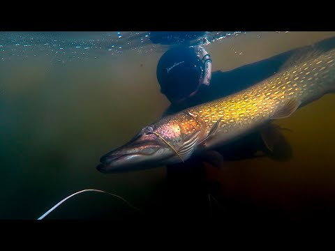Видео: ПОЛЮВАННЯ НА МАЛІЙ РІЧЦІ | ПІДВОДНЕ ПОЛЮВАННЯ 2024
