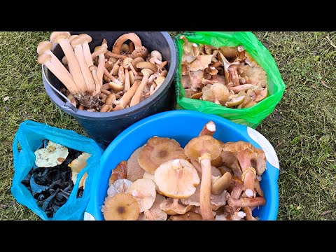 Видео: Гигантские опята, поздний сорт 05.11.2025/ Сочи Лазаревский р-н 