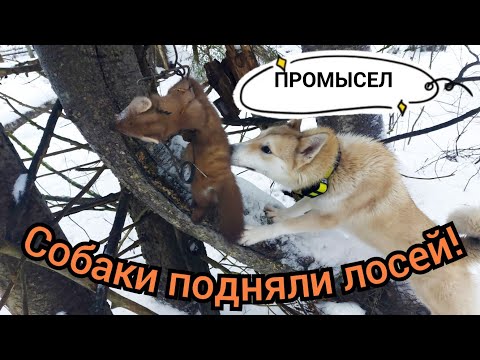 Видео: ОХОТА С ЛАЙКАМИ/ПРОВЕРКА ПУТИКА/КУНИЦА/РАБОТА СОБАК ПО ЛОСЯМ!!!