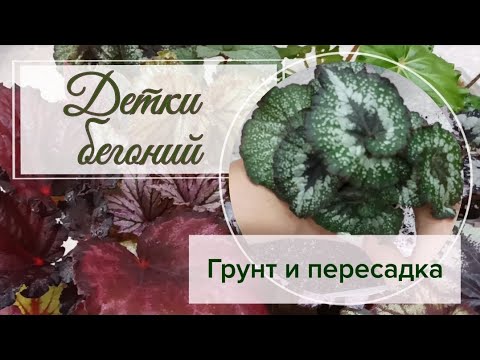 Видео: Пересаживаю детки бегоний. Состав грунта.