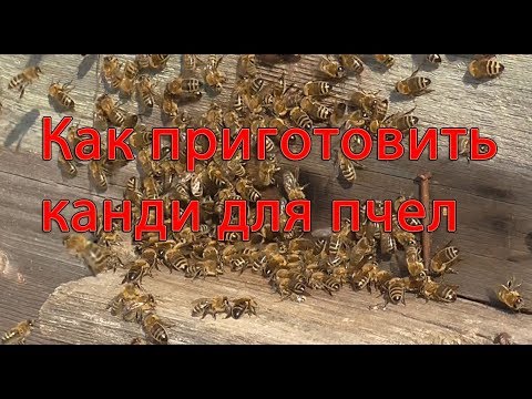 Видео: Как приготовить канди для пчел