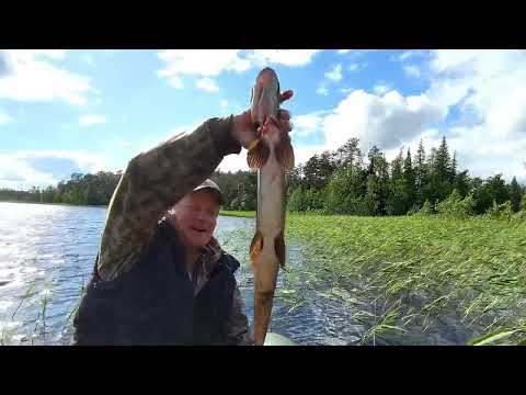 Видео: Архангельская область озеро Ваневажское.Июнь 2024.Щуки на самоловки и спиннинг.