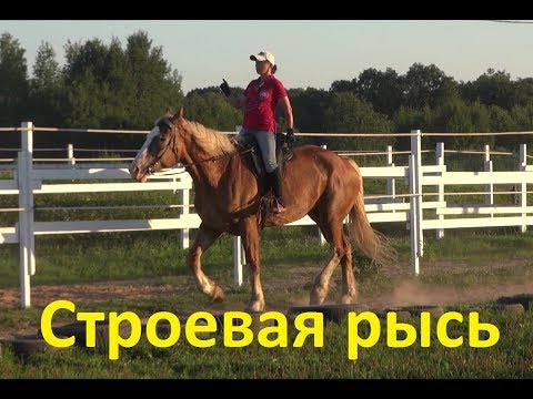 Видео: Строевая рысь.  Приёмы и упражнения.