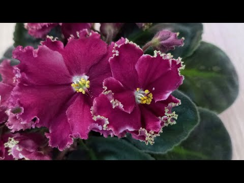 Видео: ФИАЛКИ КО- ПЕТУШОК ЗОЛОТОЙ ГРЕБЕШОК. Особенность летнего цветения и необычная фиалка этого сорта.