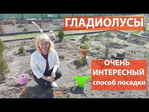 Видео: Как сажать гладиолусы