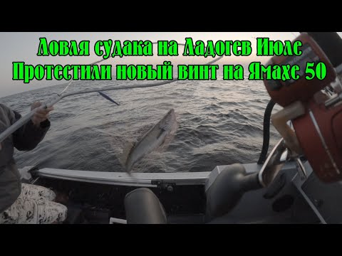 Видео: Ловля судака на Ладоге в Июле. Креницы. Протестили новый винт на новом лодочном моторе Ямаха F50Letl