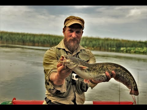 Видео: Эх... РЕБЯТА!Вот ТАК РЫБАЛКА! Жареная Рыбка. Сом.Сазан.Судак.Окунь.Часть.2