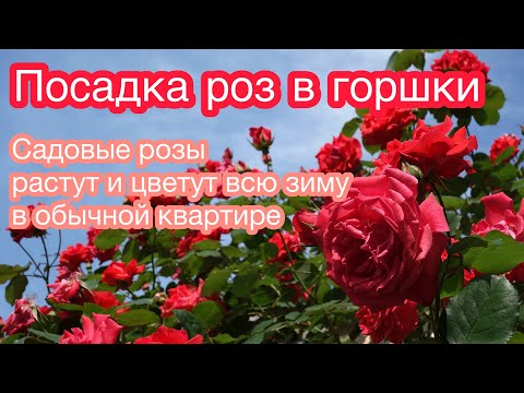 Видео: ВОТ ТАК Я САЖАЮ РОЗЫ! Выращиваю садовые розы в обычной городской квартире зимой.