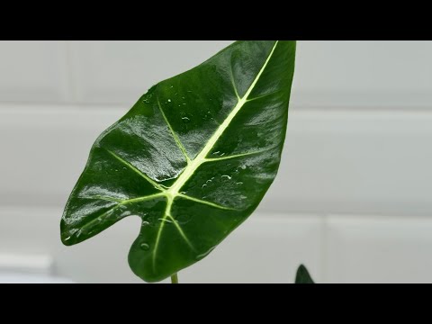 Видео: Пересадка алоказий и болталка. Мой первый опыт 