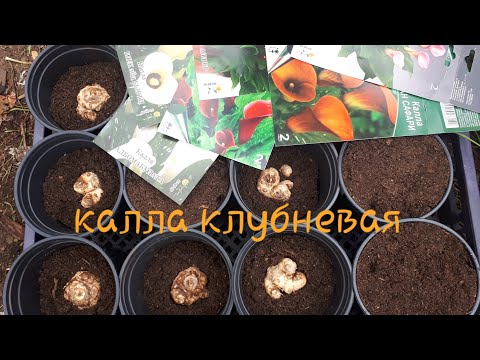 Видео: Новый опыт: КАЛЛЫ клубневые цветные для горшка.