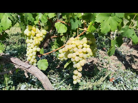 Видео: Лоза.Резитба на зелено.Филизене, прореждане чепки.