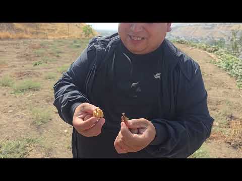 Видео: +992900004489  барои тамос. Зокирбой ният дорад дар ҳамин ҷариҳо чормағззор бунёд намояд.