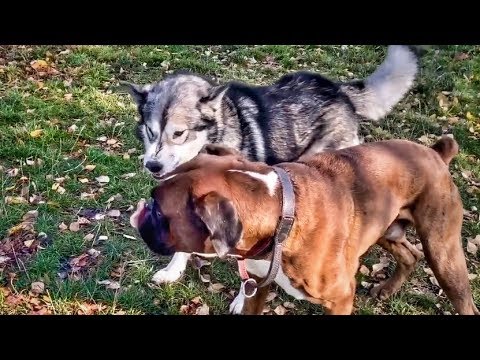 Видео: Знакомство с двумя волчарами