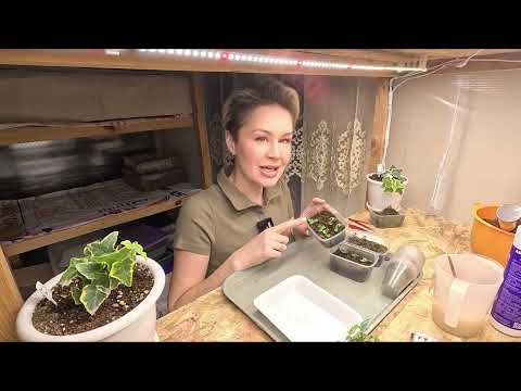 Видео: Семена взошли.Рассада выросла.Как пикировать рассаду.