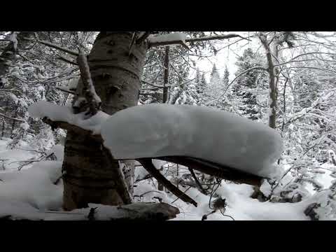 Видео: #кино#зима#фильм#СЕЗОН ОХОТЫ НА СОБОЛЯ#ПРОВЕРКА ПУТИКА 2024 Г. — 2025. 17 серия!
