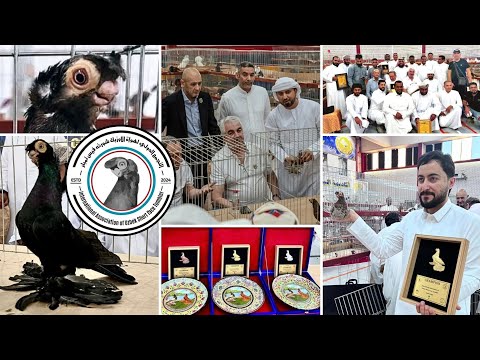 Видео: Саудовская Аравия. Выставка декоративных узбекских голубей | Uzbek pigeons | الحمام الأوزبكي