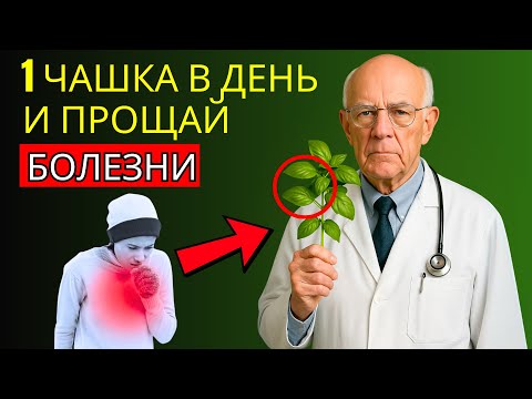 Видео: ПОЖИЛЫЕ ЛЮДИ, ЭТОТ ЧАЙ ЛЕЧИТ ВСЁ! – 6 ПОЛЬЗ ЧАЯ ИЗ БАЗИЛИКА НА КАЖДЫЙ ДЕНЬ