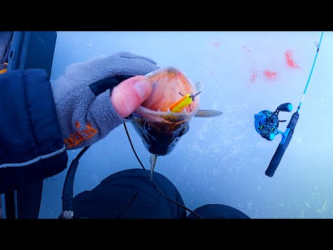 Видео: КАМА. Ловля СУДАКА по БЕЛИ: что нужно знать ДЛЯ УСПЕХА?