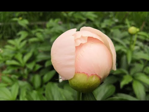 Видео: Мои пионы. Первое цветение сеянца SDPV19 1