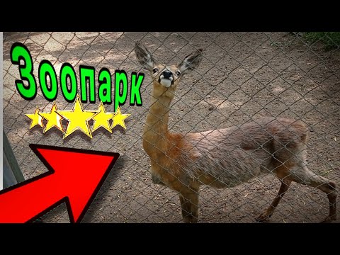 Видео: ЗООПАРК