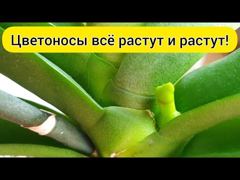 Видео: 1 грамм 👌 и ОРХИДЕИ ЦВЕТУТ и растят второй ЦВЕТОНОС орхидеи // ПОЛИВ орхидеи для цветения