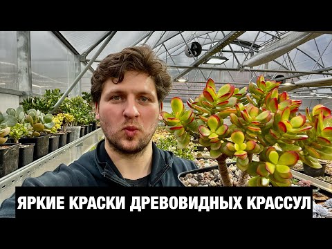 Видео: Яркие осенние краски древовидных Крассул Толстянок Crassula Jade