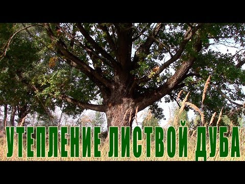 Видео: Утепление чердака дома листвой дуба - технология утепления наших дедов и прадедов.