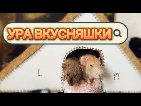 Видео: Кормлю крыс детским питанием 🐀