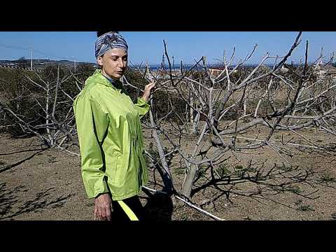 Видео: Обрезка инжира. Формирование  куста.