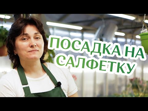 Видео: Как Сажать Семена Адениума На Салфетку