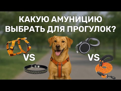Видео: Поводок или рулетка? Ошейник или шлейка? Разбираемся, что подойдет именно вашей собаке