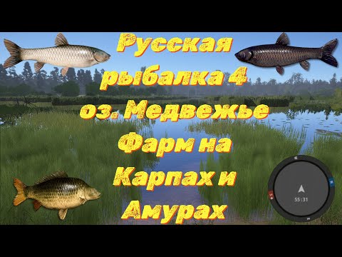 Видео: Русская рыбалка 4 • Фарм на оз. Медвежье Карпы, Амуры • Турниры с призами • РР4 от ЧокопайТВ