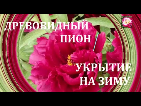 Видео: УКРЫВАЮ ПИОН ДРЕВОВИДНЫЙ