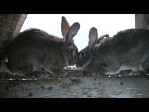 Видео: Разведение кроликов породы ФЛАНДР...начало