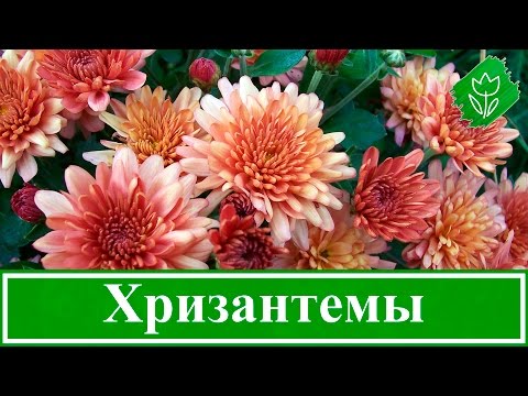 Видео: Выращивание хризантем в саду – посадка и уход