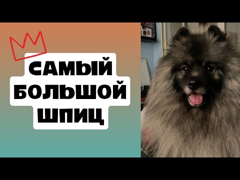 Видео: 18 кг чистого удовольствия. Вся правда, мифы, плюсы и минусы породы, уход.