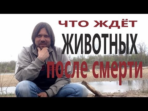 Видео: Попадают ли в РАЙ животные. Есть ли карма у животных