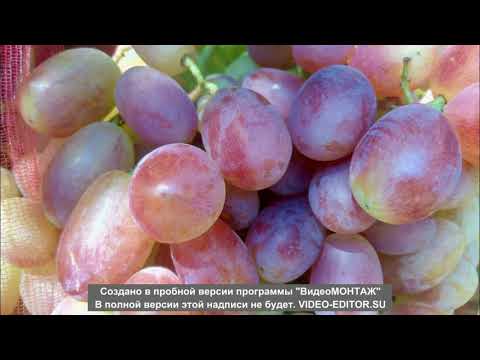 Видео: виноград ПРЕОБРАЖЕНИЕ как собрать  70кг урожая с куста