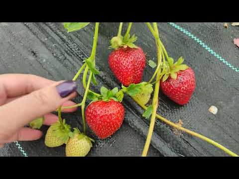 Видео: #Земляника #Валиант - вкусная новинка нейтрального светового дня