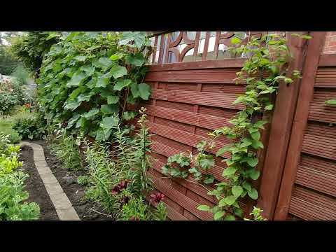 Видео: МОЙ ВИНОГРАД | СОРТА и ИСТОРИЯ ПРИОБРЕТЕНИЯ🍇😋 / 148